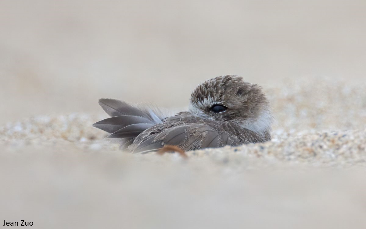 Photo of a snowy plover chick nestled in the sand with its beak tucked in.